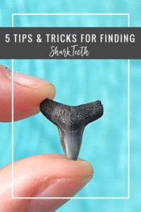 5 tips and tricks for finding sharks teeth in Jacksonville Beach Florida