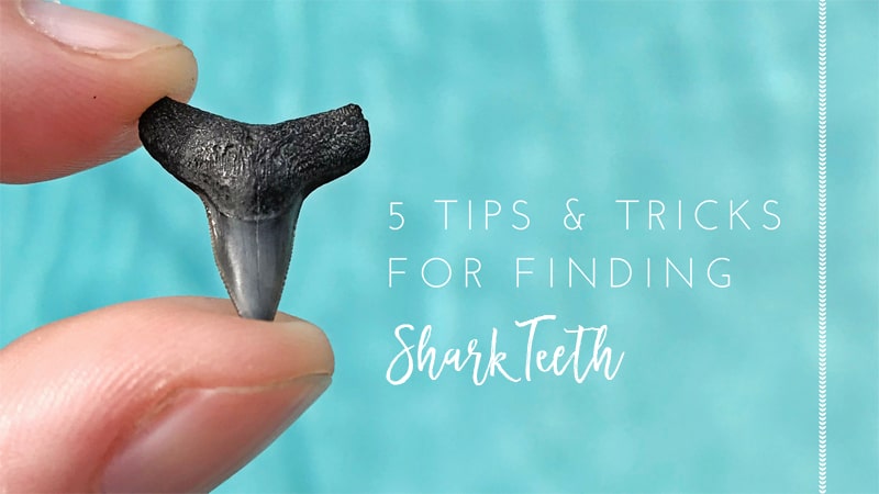Shark Teeth Hunting: 5 Tips & Tricks - Jacksonville Beach Moms