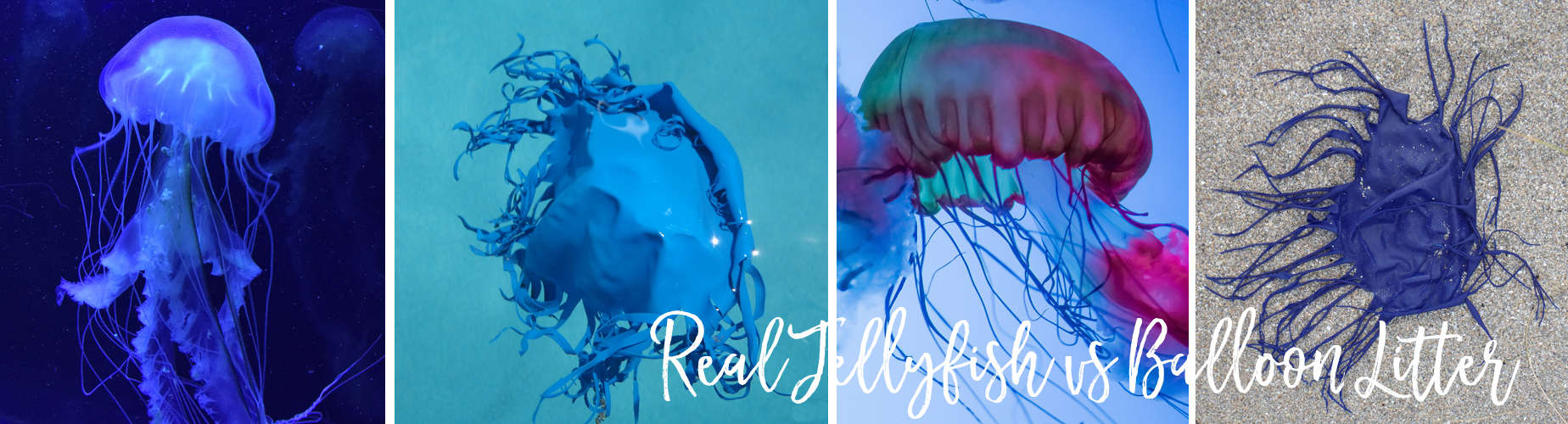 Balloon Litter that looks like Jellyfish in Jacksonville Beach, Florida