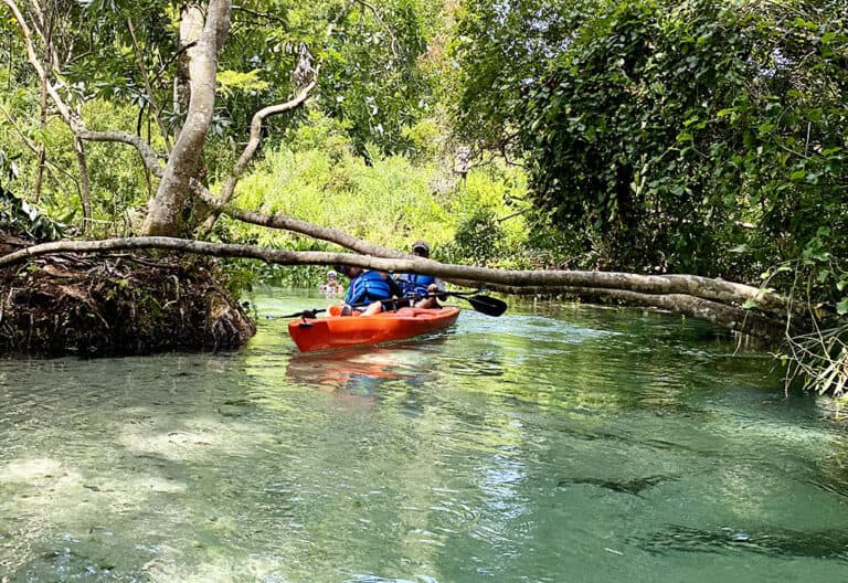 Kayaking Rock Springs Kelly Park - Jacksonville Beach Moms