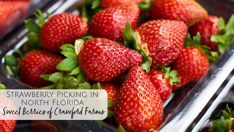 Sweet Berries of Crawford Farms: U-Pick Strawberries in North Florida ...