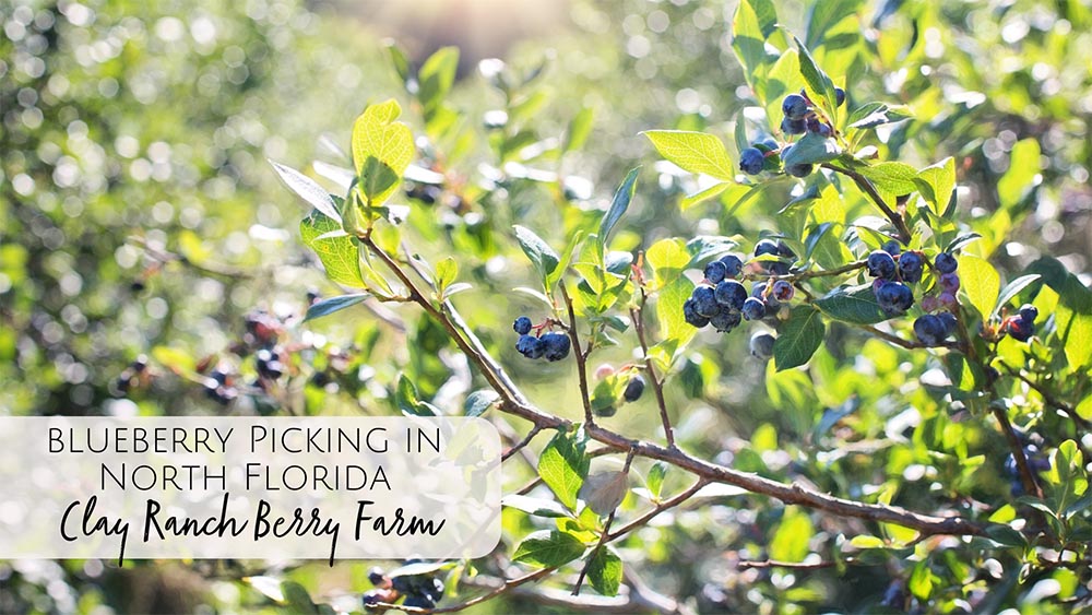 u-pick blueberry farms in North Florida - Clay Ranch Berry Farm