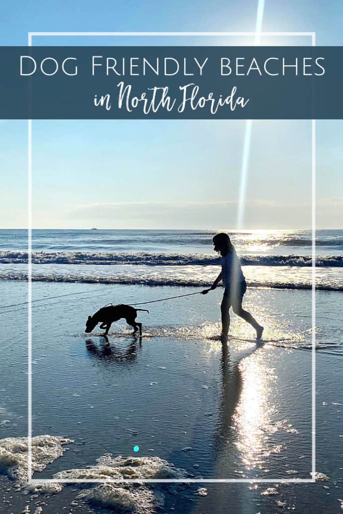 Ultimate Guide to Dog Friendly Beaches in Jacksonville - Jacksonville ...