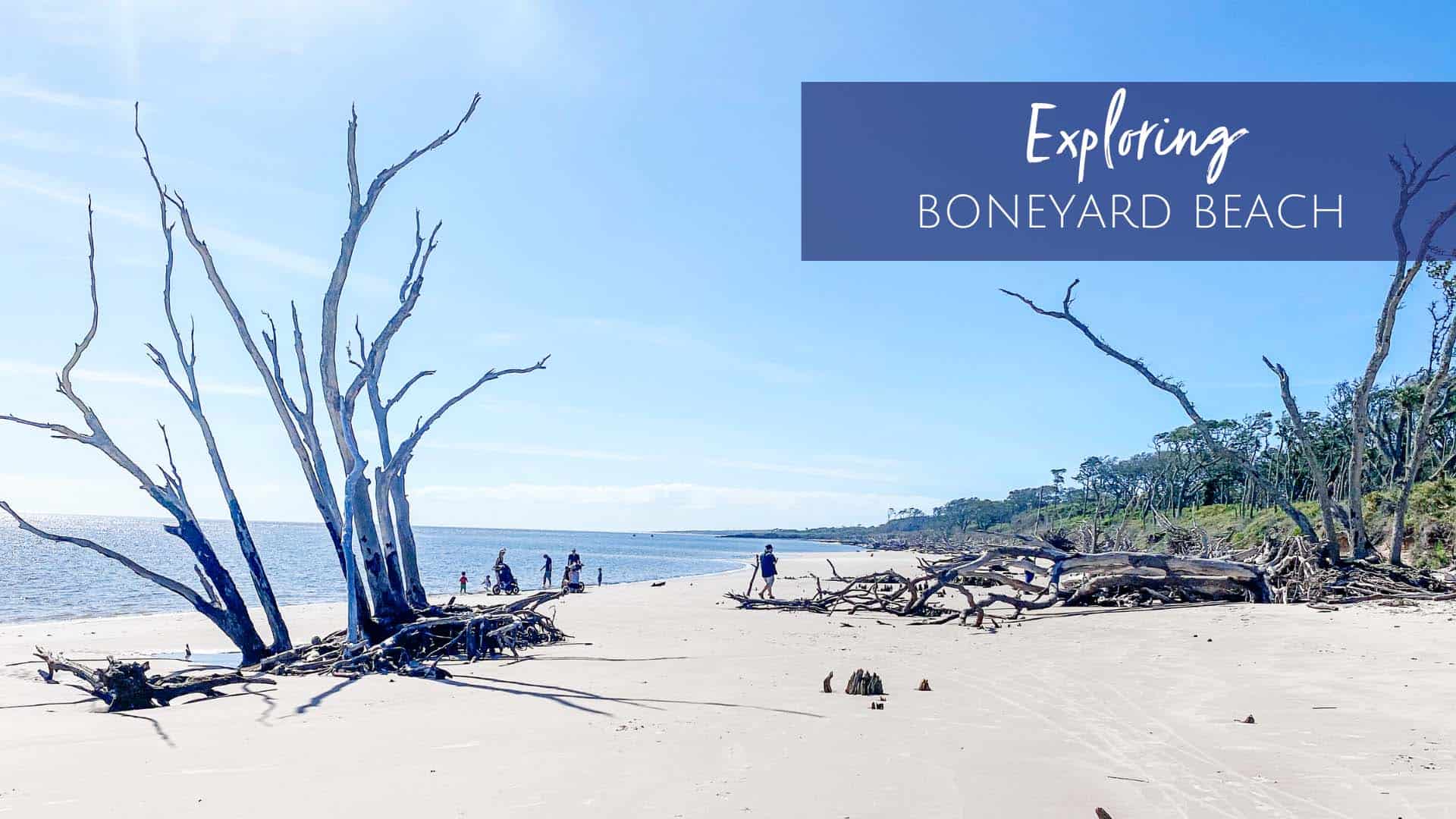 Exploring Boneyard Beach Jacksonville Beach Moms