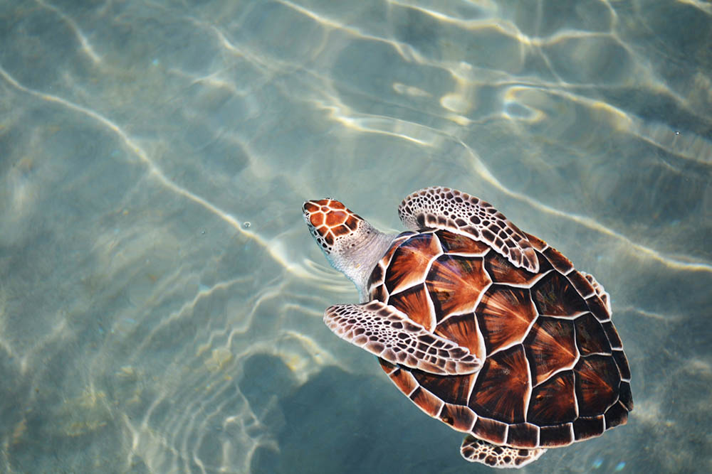 Georgia Sea Turtle Center in Jekyll Island