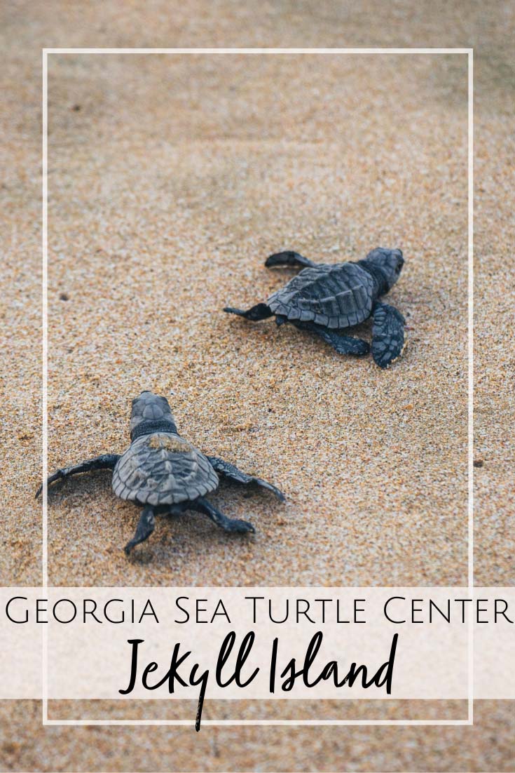 Exploring the Wonders of the Georgia Sea Turtle Center on Jekyll Island ...