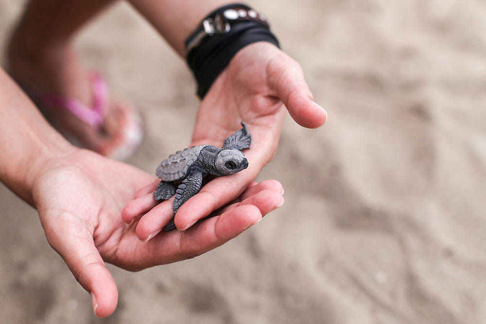 Georgia Sea Turtle Center in Jekyll Island - Turtle Hatchlings