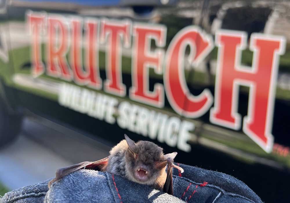 Bat removal from attics in Jacksonville, FL