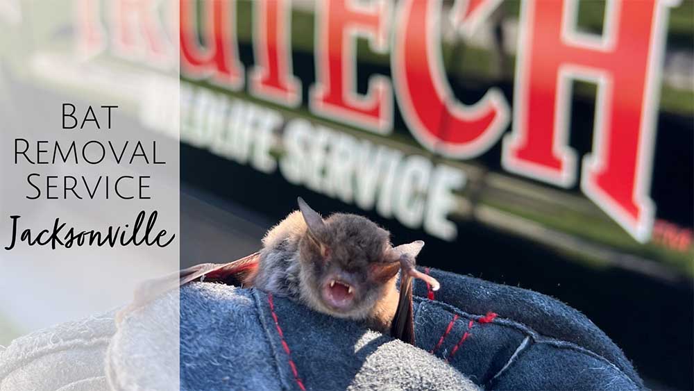 Bat Removal Services in Jacksonville, FL