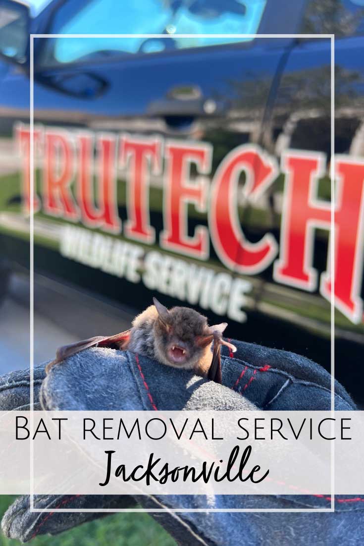 Bat Removal Services in Jacksonville, FL