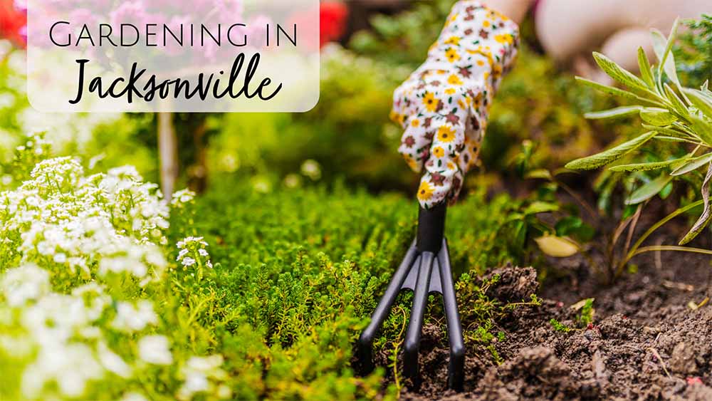 Jacksonville Florida Gardening Tips