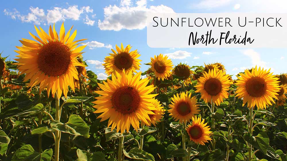 Sunflower and Wildflower Fields for U-Pick in Jacksonville, FL