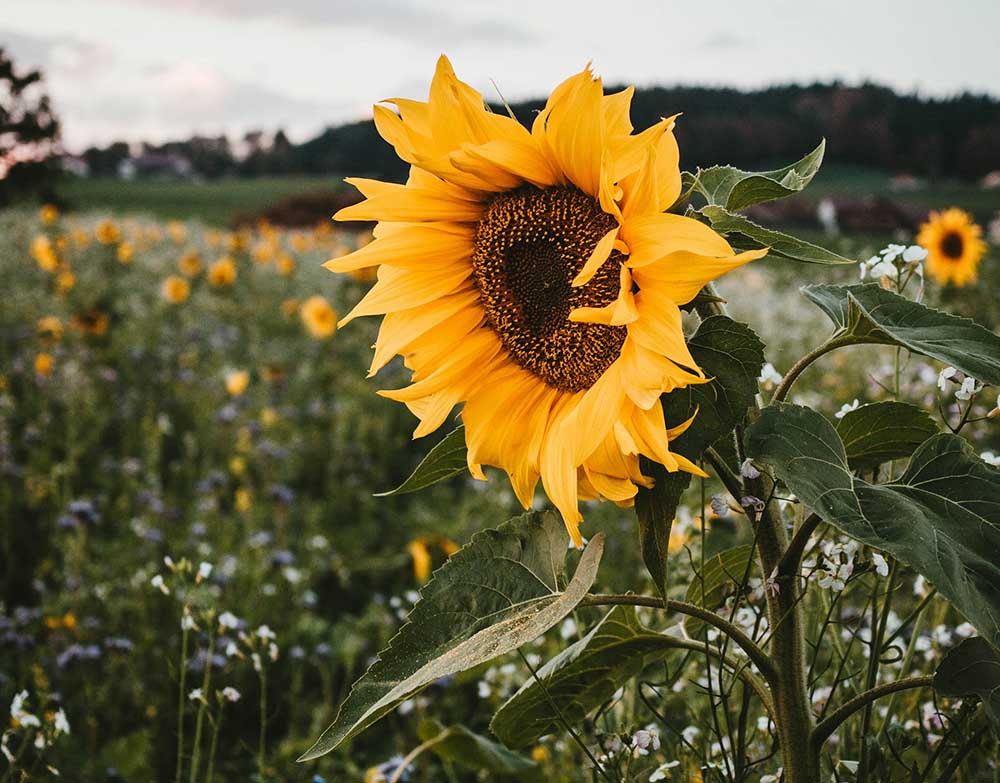 Jacksonville u-pick sunflower farms