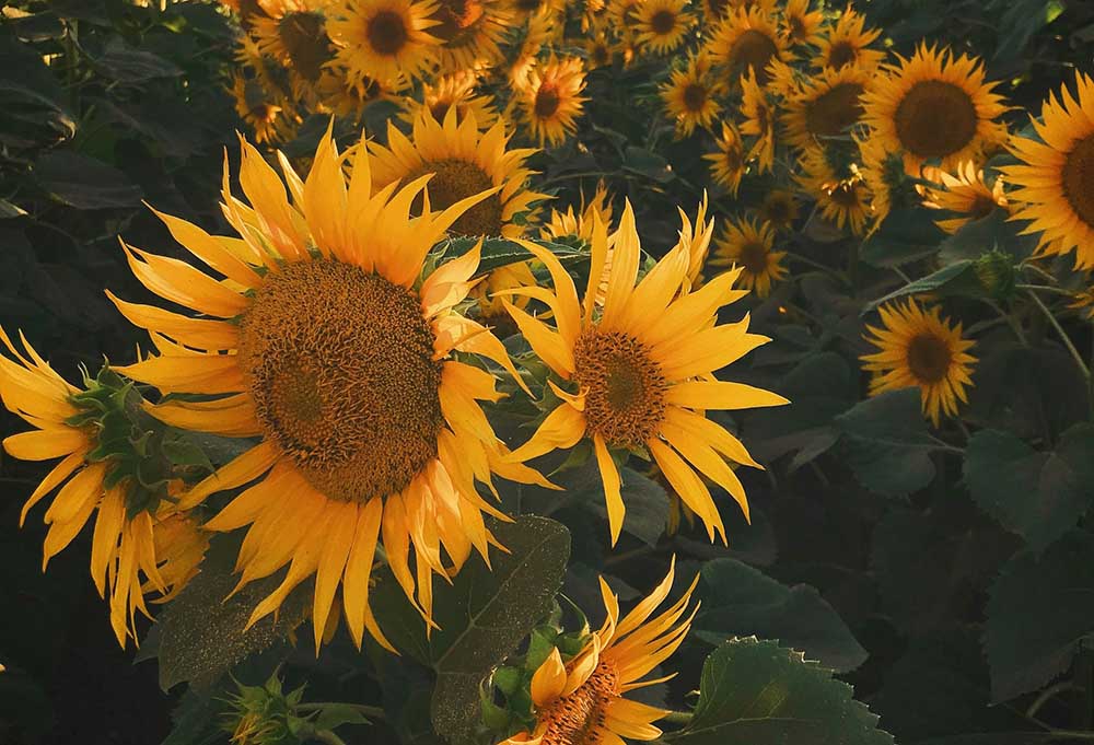 Sunflower Fields for U-pick in Jacksonville, FL 