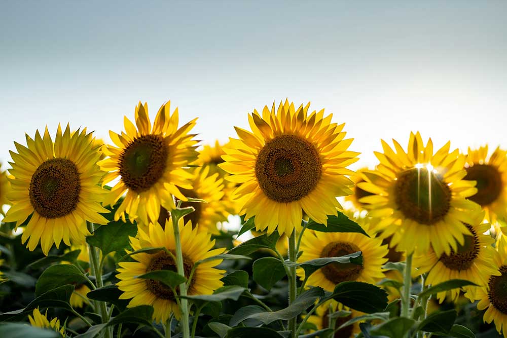 Flower Farms in Jacksonville, FL